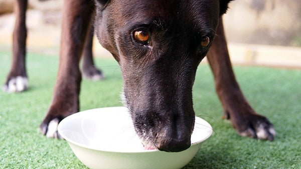 Are Green Smoothies Good for Dogs?