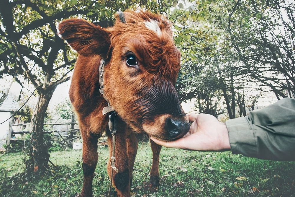 Vegan