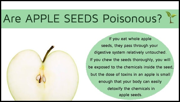 Are seeds poisonous