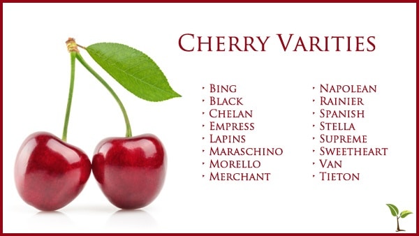 Cherry varities